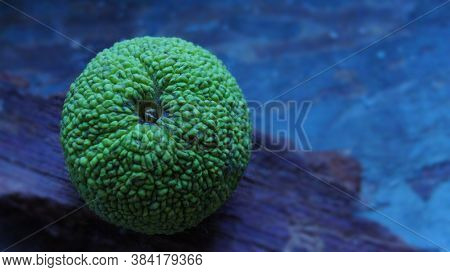 Maclura pomifera tree fruits on a ground in autumn (closeup).