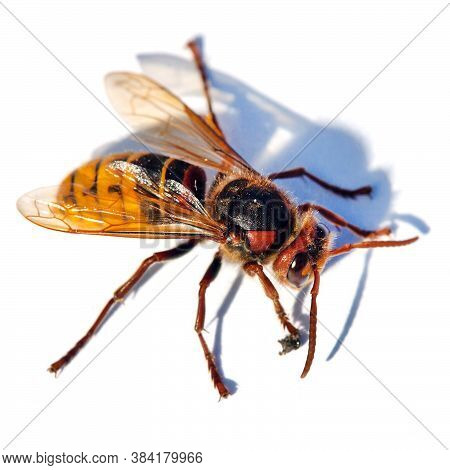 Detail Of European Hornet In Latin Vespa Crabro Isolated On White Background