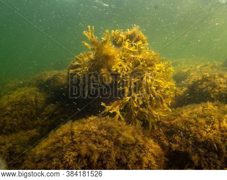 A Healthy Seascape From The Sound Malmo Sweden. Seaweeds And Green Cold Water. Plenty Of Small Fish 