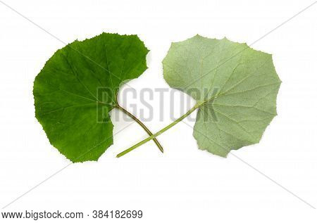 Leaves Coltsfoot ( Tussilago Farfara ) Top And Underside On White Background. Other Names: Tash Plan
