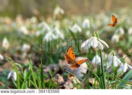 Orange Butterfly With Black Dots Scarce Copper ( Lycaena Virgaureae ) Onwhite Snowdrops (galanthus N