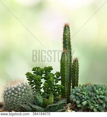 Growing Succulents And Cactus On Defocused Of Natural Background With Space For Text