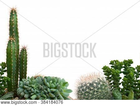 Growing Green Succulents And Cactus On A White Background.