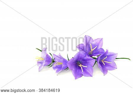 Violet-blue Flowers Campanula Persicifolia (peach-leaved Bellflower) On A White Background With Spac