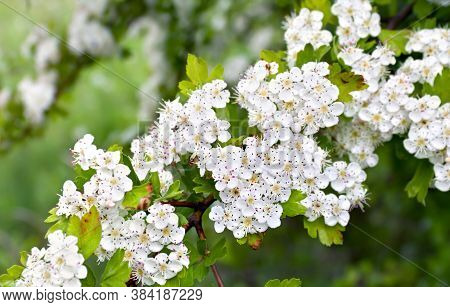 Flowers Blooming Hawthorn In Garden ( Crataegus Monogyna). Common Names: Single-seeded Hawthorn, Tho