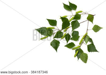 Twigs Birch With Green Leaves And Catkins On A White Background With Space For Text. Top View, Flat 