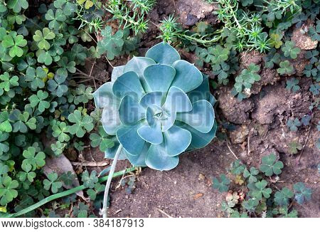 Blue Succulent Echeveria Growing In Garden. Top View, Flat Lay