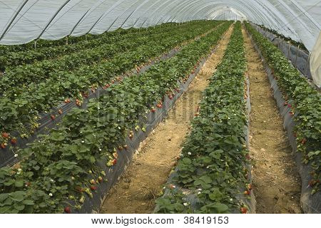 ผลิตสตรอเบอร์รี่