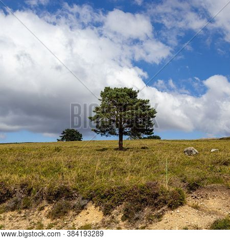 Árvore Isolada Em Vale De Poldros, Melgaço