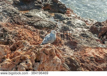 Seagull Perched On A Rock, Basking In The Sun, In A Cove On A Sunny Morning. Cala Bona, Mediterranea