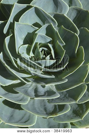 Detail crassula Echeveria