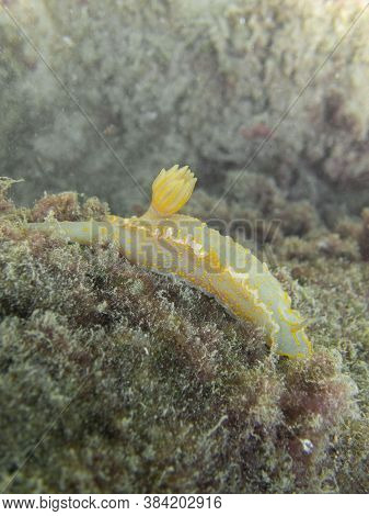 A Side View Of A Yellow Nudibranch (felimare Picta)