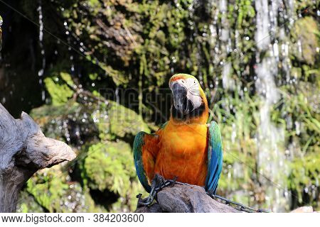 Macaw Bird Perched On The Dry Timber With Nature Background. It Is A Large Long-tailed Parrot With B