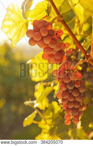 Red Wine Grapes In A Vineyard On A Sunny Morning In Autumn