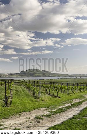 Spring vineyards under Palava near Sonberk, South Moravia, Czech Republic
