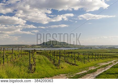 Spring vineyards under Palava near Sonberk, South Moravia, Czech Republic