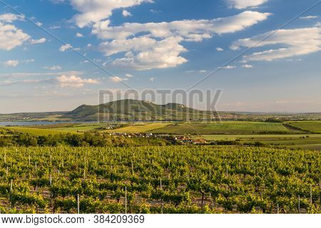 Spring vineyards under Palava near Sonberk, South Moravia, Czech Republic