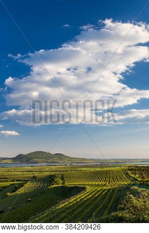 Spring vineyards under Palava near Sonberk, South Moravia, Czech Republic
