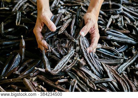 closeup of a young caucasian farmer man with a bunch of ripe carob beans in his hands during the harvest