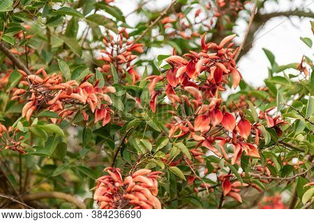 Bathed Cork Tree (erythrina Crista-galli) And Its Orange Flowers.