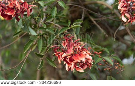 Bathed Cork Tree (erythrina Crista-galli) And Its Orange Flowers.