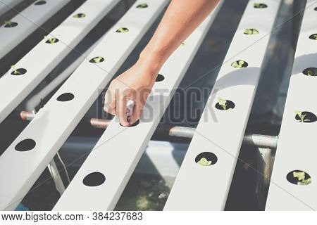 Farmer Putting Hydroponic Vegetable Sprout On Wet Sponge On Hydroponic Rail Pipe In Plant Nursery. L