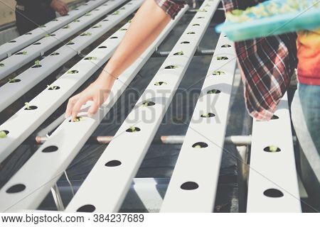 Farmer Putting Hydroponic Vegetable Sprout On Wet Sponge On Hydroponic Rail Pipe In Plant Nursery. L