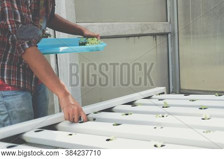 Farmer Putting Hydroponic Vegetable Sprout On Wet Sponge On Hydroponic Rail Pipe In Plant Nursery. L