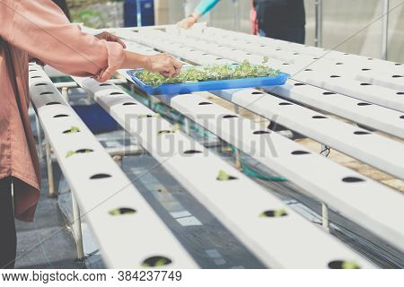 Farmer Putting Hydroponic Vegetable Sprout On Wet Sponge On Hydroponic Rail Pipe In Plant Nursery. L