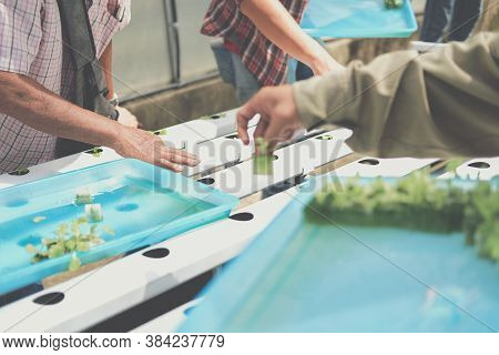 Farmer Putting Hydroponic Vegetable Sprout On Wet Sponge On Hydroponic Rail Pipe In Plant Nursery. L
