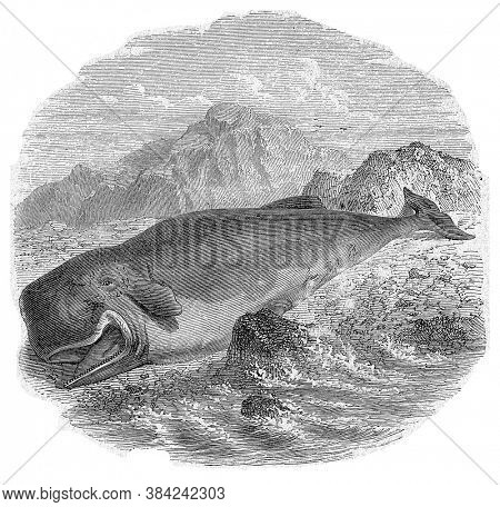 Sperm whale, From the Dictionary of Word and Things, 1888.