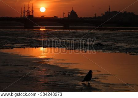 Neva River Winter Sunset With Crows On Ice, Saint-petersburg, Russia, Uspenskaya Church