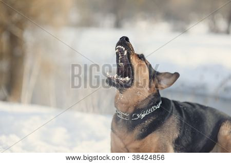BÃ¶se Hund mit entblÃ¶ÃŸten ZÃ¤hnen