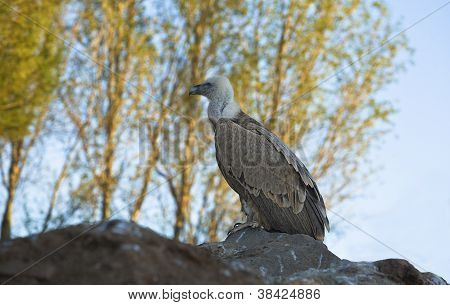 Gyps Fulvus over sten