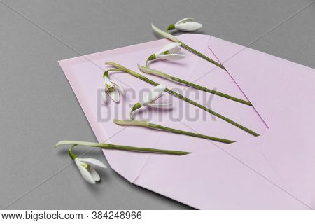 Fresh Beautiful Snowdrops Flowers In Envelope Isolated On Grey Background. Invitation On Wedding Or 