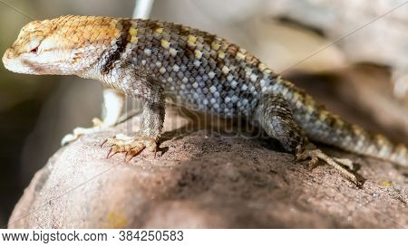 Desert Spiny Lizard At Zion Canyon National Park