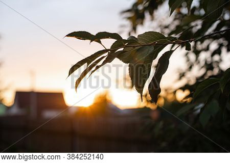 Picture Of A Large Green Bush Grows Near The Trees On The Sunset Background