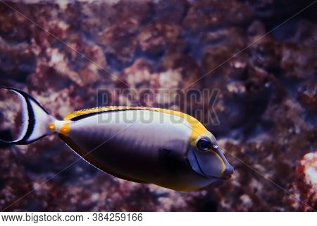Elegant Unicornfish Underwater Close-up View In The Ocean