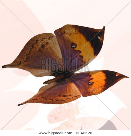 Farfalla digitale