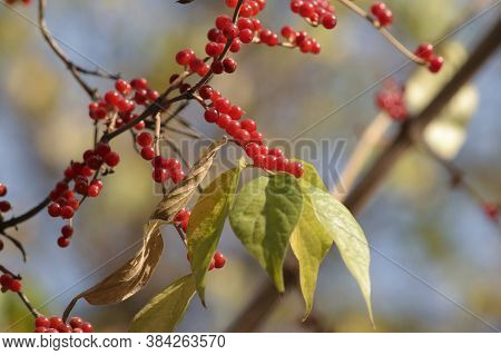 Red Berries In Autumn Lonicera Xylosteum Or Dwarf Honeysuckle Or European Fly Honeysuckle