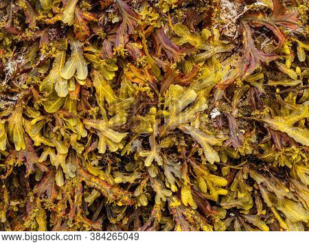 Detail Of Brown Algae (phaeophyceae) From The Cantabrian Sea (galicia - Spain)