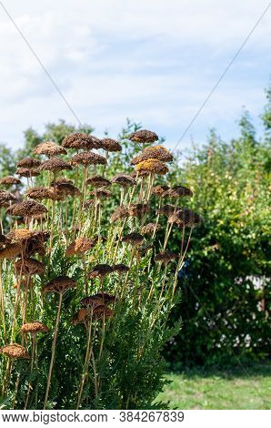 A Shrub Of A Fernleaf Yarrow Or Achillea Filipendulina In A Garden In Late Summer With Wilted Flower