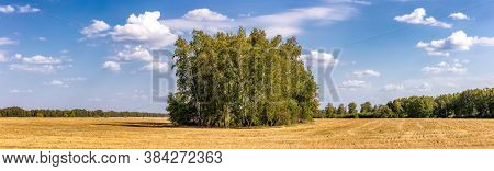 Scenic Panoramic Shot Of A Countryside Wheat Field In Altai Krai, Siberia, Russia. Bunch Of Berch Tr