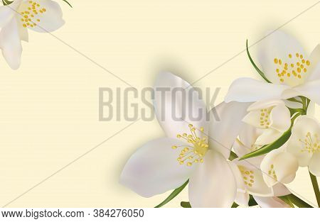 Beautiful Jasmine Background For Your Text Or Banner. White Blooming Jasmine. Banner For Beauty Prod