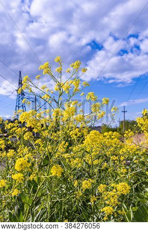 The Yellow And Green Sinapis Flowers Are In Summer