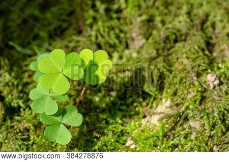Common Wood Sorrel, Growing On A Mossy Forest Floor, On A Sunny Summer Day. Oxalis Acetosella, Somet