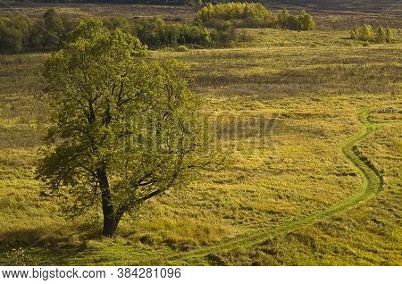 Lonely Green Oak Tree In The Fied