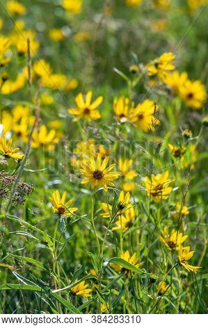 Background Beautiful Beauty Blooming Blossom Yellow Dasies