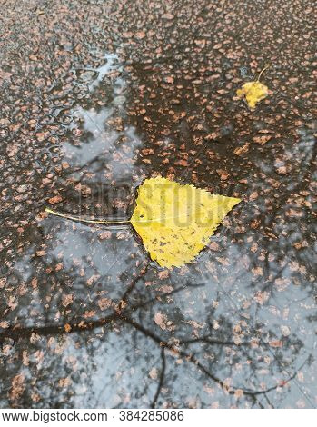 Dry Autumn Leaf Lying On Water Surface In Puddle. Autumn Concept. Yellow Leaves. Dry Yellow Leaf On 