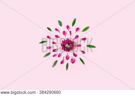 Pink Chrysanthemum On A Pink Background With A Space For Text. Layout Of Pink And Green Petals On A 